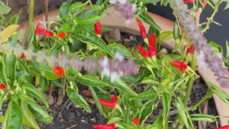 birds eye chillies growing in the garden