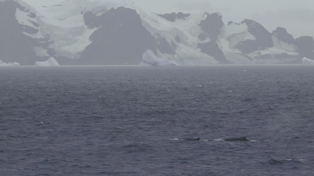 Whales blowing in front of Antarctica, snowy mountain range with glaciers and icebergs.