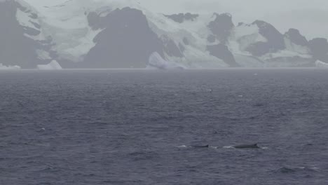 whales blowing in front of antarctica, snowy mountain range with glaciers and icebergs.