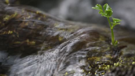 river stream close up with a bud sprout growing in the water