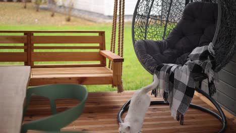 white cat relaxing in a hanging chair on a wooden porch