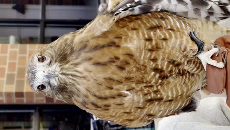 close up of a hawk held by a handler with brown gloves