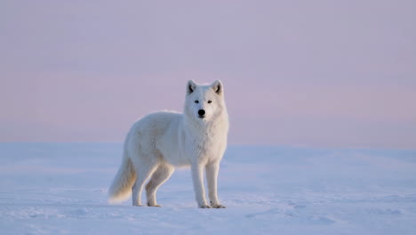 arctic wolf in a snowy landscape