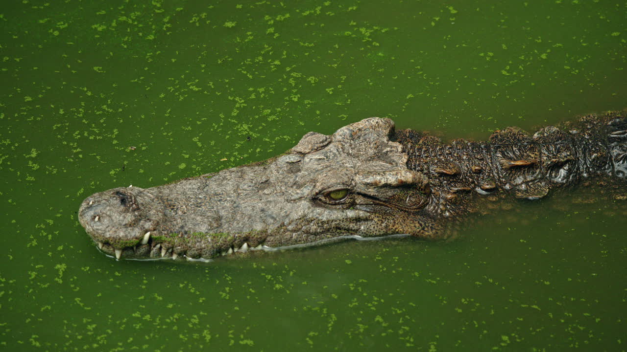 Krokodil i vatten