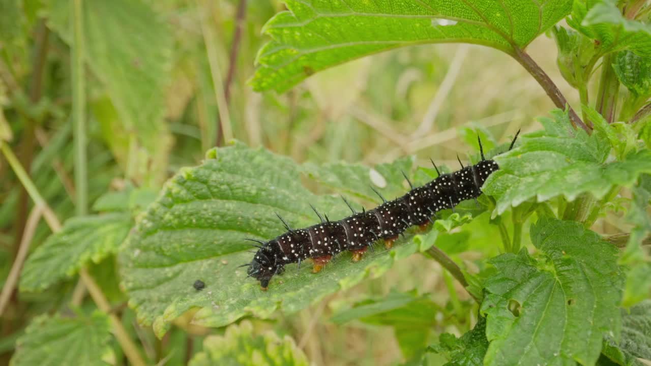 Drone frontal tracking follows truck crossing river on mountain road in Landmannalaugar Highlands, Iceland