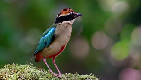 uno de los pittas más buscados y catalogado como una especie vulnerable