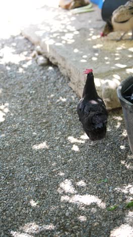 gravel path with shadows and a chicken