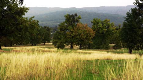 4k tomas de otoño, árboles y bosques de aspecto oxidado