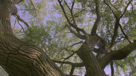 disparo panorámico del árbol