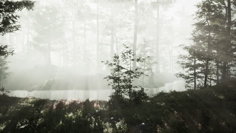 Sunrays-in-a-forest-on-a-hazy-morning