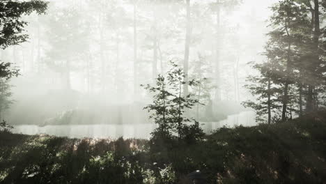 sunrays in a forest on a hazy morning