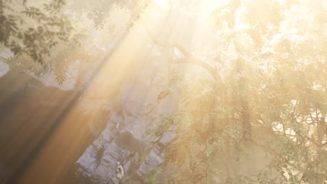 foggy forest in early morning