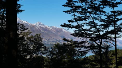 Silhouette-of-forest-trees-and-plants-at-Glacier-Burn-Track-and-beautiful-snowy-mountain-range-in-background---wonderful-sunny-day-and-blue-sky-in-New-Zealand