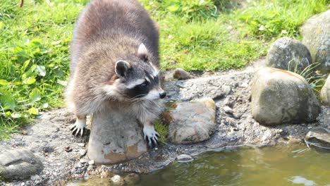 el mapache está alerta mientras camina hacia el estanque en el zoológico