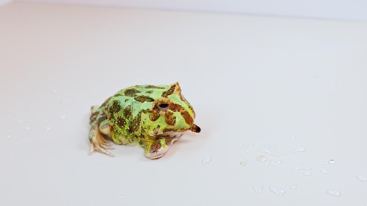 A horned frog moves slightly on a white surface under bright lighting, creating a serene and focused atmosphere