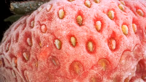 primer plano extremo de fresas congeladas, rotación de 360 grados, primer plano