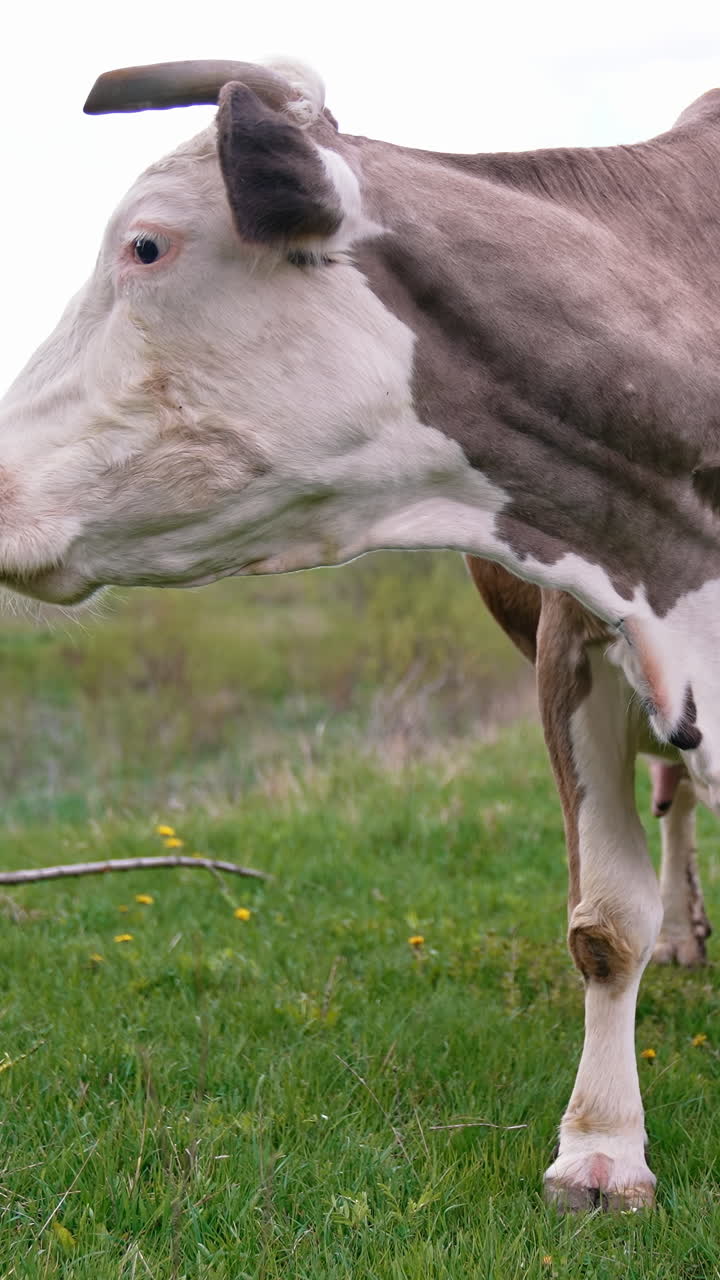 Cow grazing on a meadow. Cattle standing in a green field Vertical video