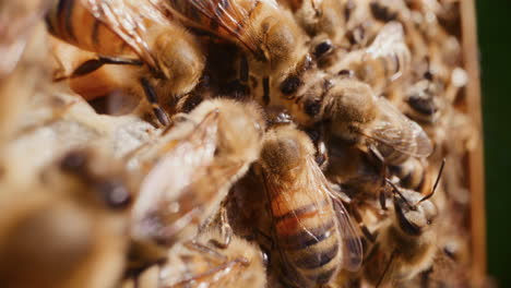 la vista de las abejas comiendo miel.