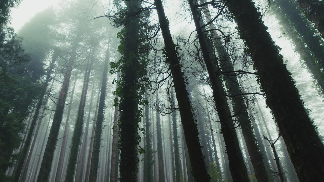 Silhouette of tree trunks in the forest amidst thick and mysterious fog