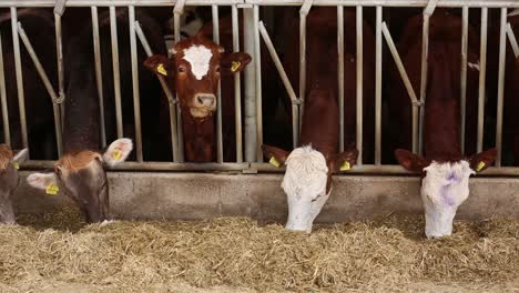 Cows-On-Farm,-Dairy-Farm