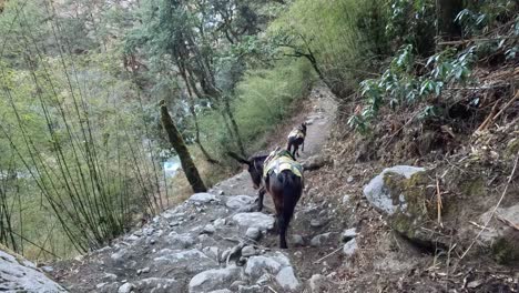 packing mules transporting goods on the trekking route lang tang trek