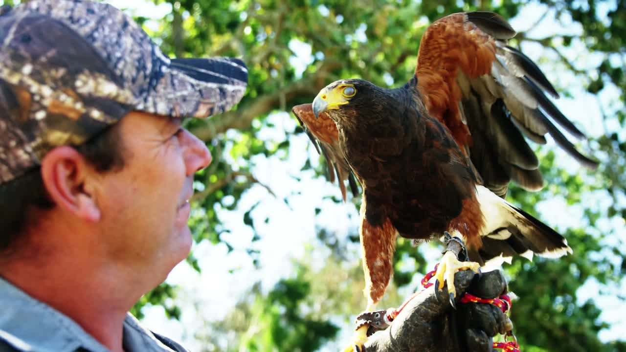 águila halcón posada en la mano del hombre