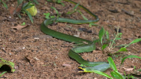 green tree snake eating frog tropical jungle rainforest tree