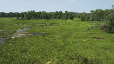 flyover aerial shot of wetland swamp slough landscape covered with vegetation