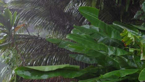 cerrar grandes hojas de plátano lloviendo en una tormenta en la isla grande de hawaii
