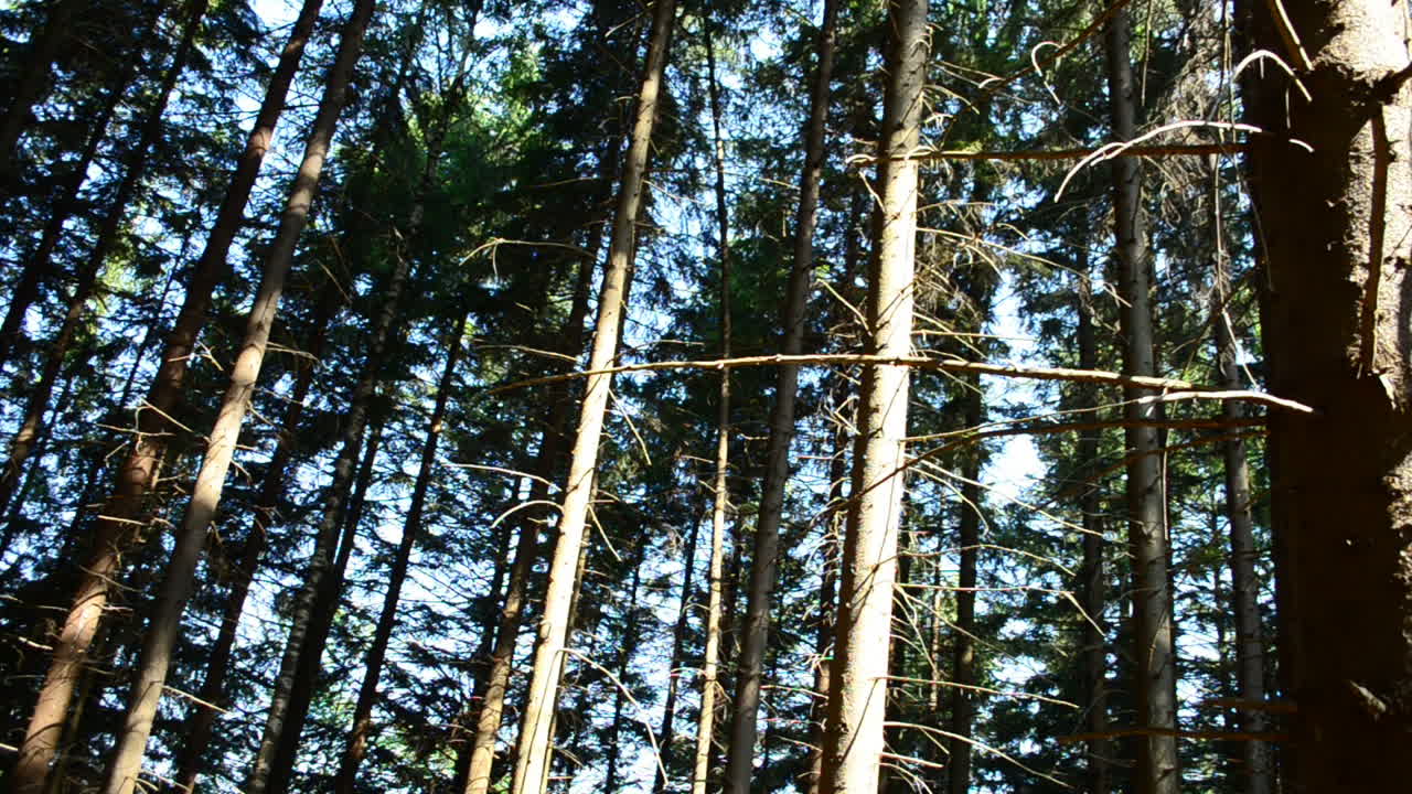 Scatto nel bosco. Tronchi di pini