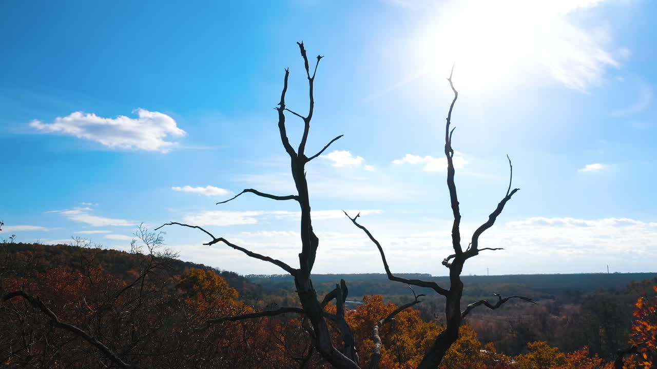 Autumn seasonal nature landscapes. Beautiful natural forest tree landscapes.