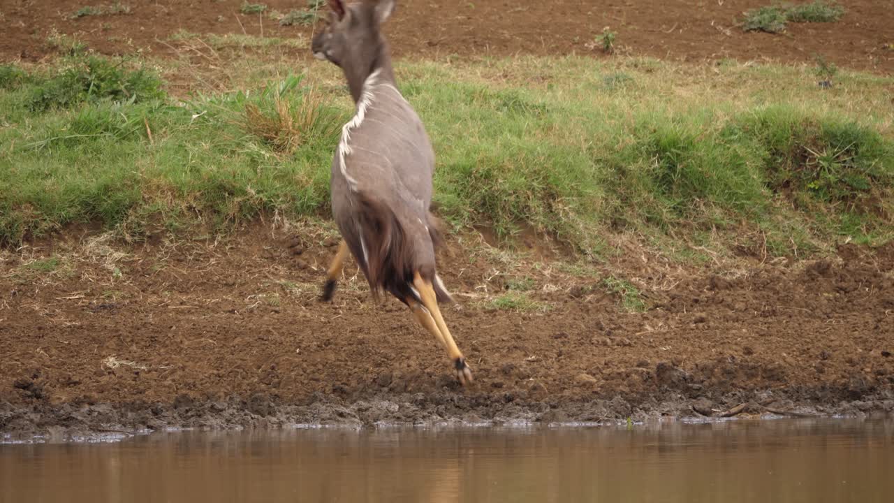 clip dinámico de nyala macho adulto sobresaltado mientras bebe agua en el estanque