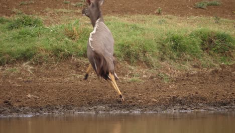 Dynamischer-Clip-Eines-Erwachsenen-Nyala-Männchens,-Das-Erschrocken-Ist,-Während-Es-Wasser-Am-Teich-Trinkt