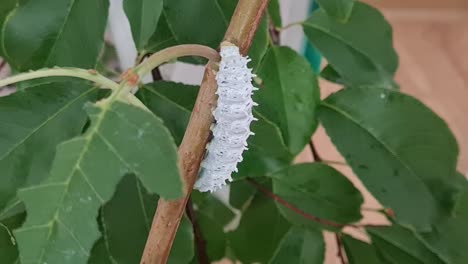 close up ricini caterpillar climbing a cherry tree branch