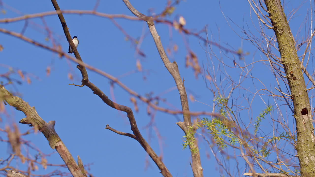 Dramatic slow-mo of purple martins soaring and darting during breeding season.