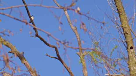 dramatic slow-mo of purple martins soaring and darting during breeding season.