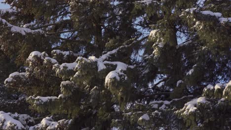 Cerca-De-Ramas-De-Cedro-Cubiertas-De-Nieve-Meciéndose-En-El-Viento