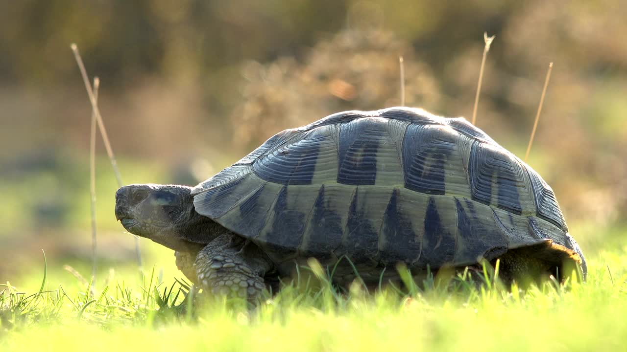 черепаха в зеленой траве