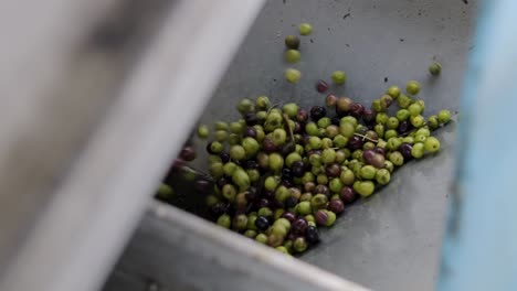 olives in oil mills to make virgin olive oil