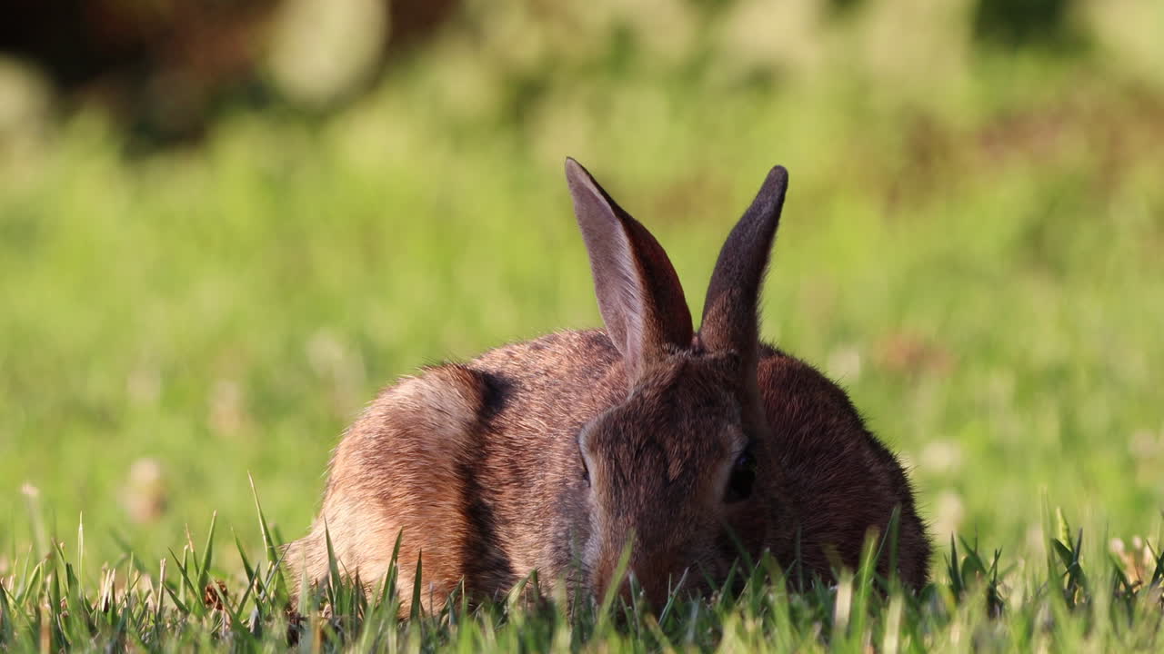un conejo salvaje de cola de algodón pastando en la hierba verde