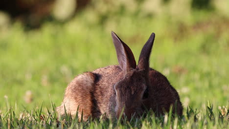 Ein-Wildes-Baumwollschwanzkaninchen,-Das-Im-Grünen-Gras-Weidet