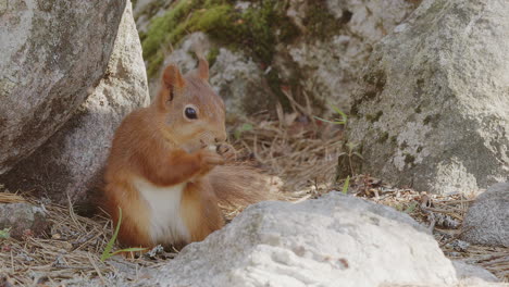 una sola ardilla roja sentada entre las rocas comiendo una semilla