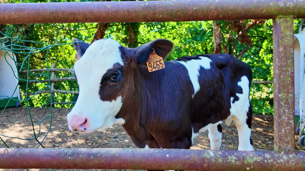 Young calf standing alone with tag in gated enclosure on countryside environment