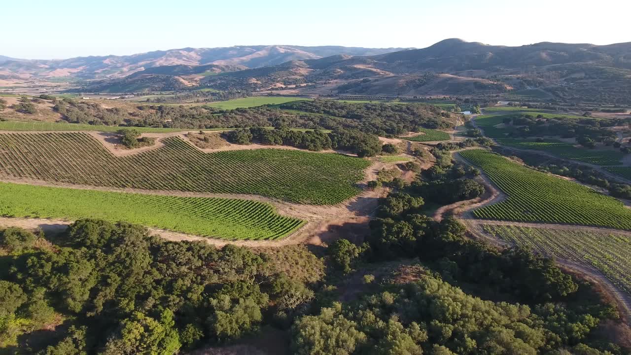 Splendida ripresa aerea di vigneti collinari nella regione vinicola dell'appellazione Santa Rita della California 19