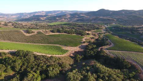 Hermosa-Antena-De-Viñedos-Montañosos-En-La-Región-Vitivinícola-De-La-Denominación-De-California-Santa-Rita-19