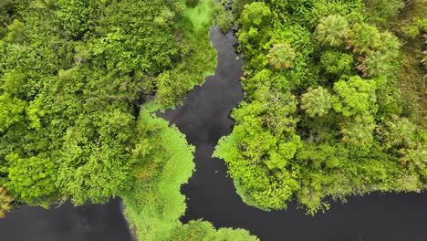 Vista-Aérea-De-Los-Everglades,-Que-Muestra-Un-Denso-Follaje-Verde-Que-Rodea-Los-Sinuosos-Canales-Oscuros.