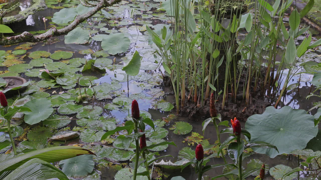 beautiful ornamental pond in garden in bali