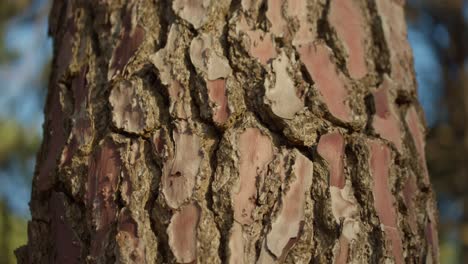 grietas profundas en el tronco de un árbol en el bosque