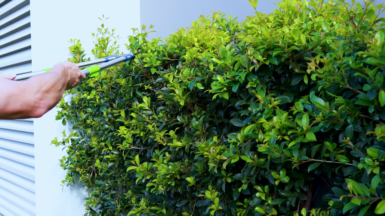 A person uses pruning scissors to trim a dense green bush in bright daylight, with steady camera framing and a modern exterior wall background