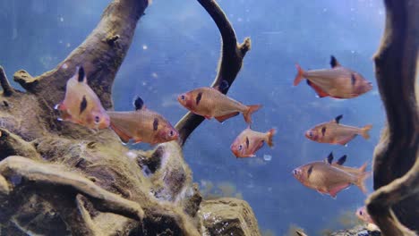 12마리의 세르페 테트라 물고기가 나뭇가지 사이에서 수족관에서 헤엄치고, 패닝 샷